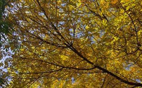 【精华】美好的早安QQ祝福语集锦47条