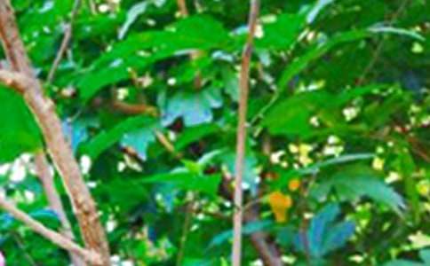 ���Ц��Ĭ���簲����