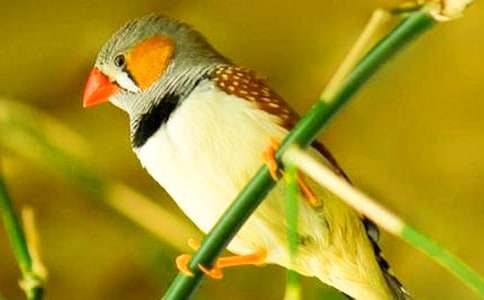 《珍珠鸟》读后感想(通用17篇)