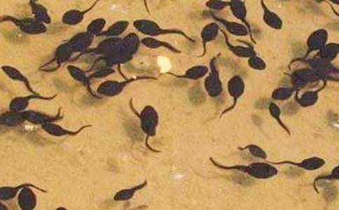 �����ƣ�С������� ��