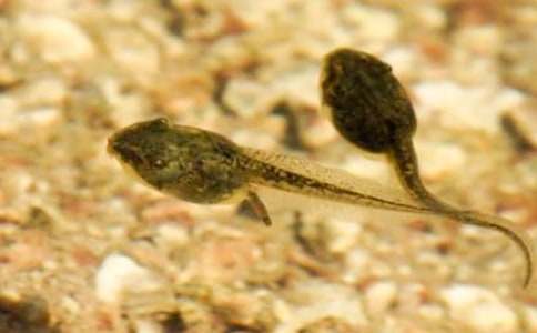 ��С��������衷�̰���ƣ�ͨ��23ƪ��